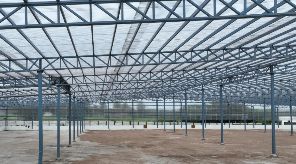 Neem Seed Drying Yard 02